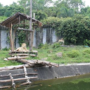enclosure for White Lions