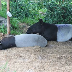 Malayan Tapirs (Tapirus indicus)