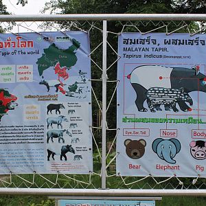 signage for Malayan Tapirs (Tapirus indicus)