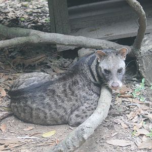 Large Indian Civet (Viverra zibetha)