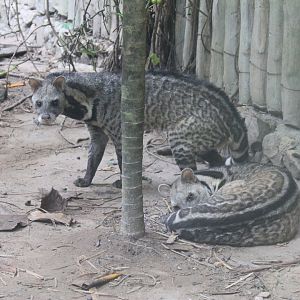 Large Indian Civets (Viverra zibetha)