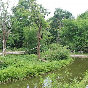 island for Pileated Gibbons (Hylobates pileatus)