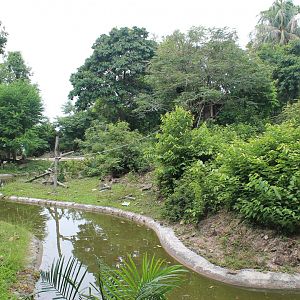 island for Agile Gibbons (Hylobates agilis)