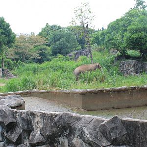 enclosure for Asian Elephants