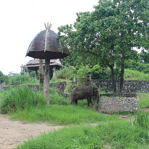 enclosure for Asian Elephants
