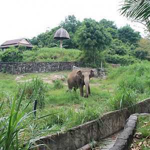 enclosure for Asian Elephants