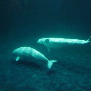 belugas january 2017
