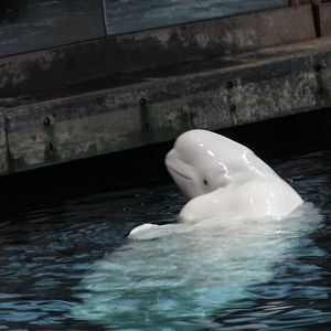 beluga january 2017