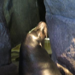 Cruz, blind california sea lion, january 2017