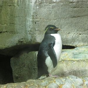 southern rockhopper penguin january 2017