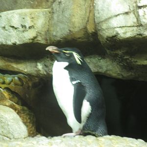 southern rockhopper penguin january 2017
