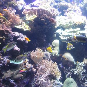 phillipine reef tank january 2017