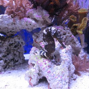 sea horse january 2017