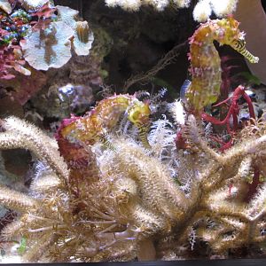 seahorses january 2017