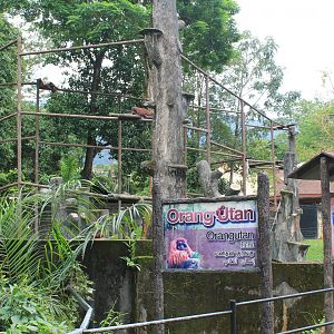Orangutan enclosure