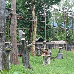 Orangutan enclosure