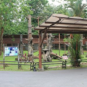 Common Chimpanzee enclosure