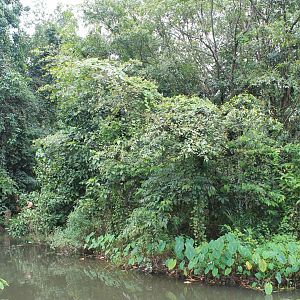 island for White-handed Gibbons (Hylobates lar)