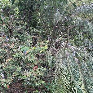 wild colony of Black-crowned Night Herons (Nycticorax nycticorax)