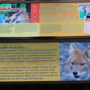 signage for Dholes (Cuon alpinus)