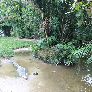 Saltwater Crocodile (Crocodylus porosus)