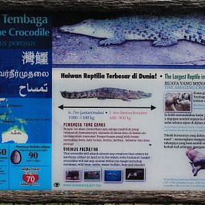 signage for Saltwater Crocodile (Crocodylus porosus)