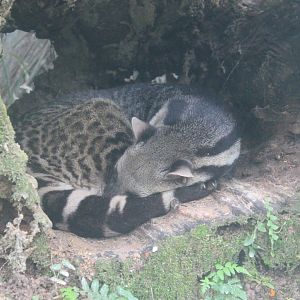 Large Indian Civet (Viverra zibetha)