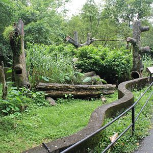 enclosure for Binturong (Arctictis binturong)