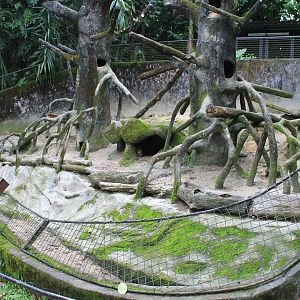 enclosure for Brush-tailed Porcupines (Atherurus macrourus)