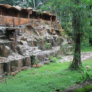enclosure for Southern Serow (Capricornis sumatraensis)