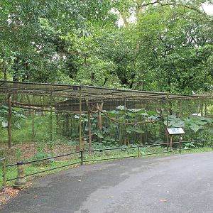aviary for Malay or Barred Eagle Owls (Bubo sumatranus)