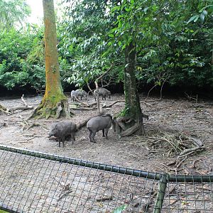 enclosure for Asian Wild Pigs (Sus scrofa vittatus)