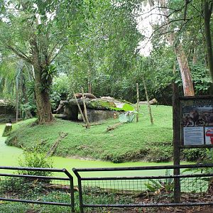 enclosure for African Lions