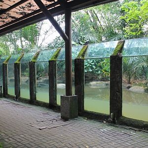 viewing for Smooth-coated Otters (Lutrogale perspicillata)