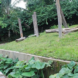 enclosure for Sun Bears (Helarctos malayanus)