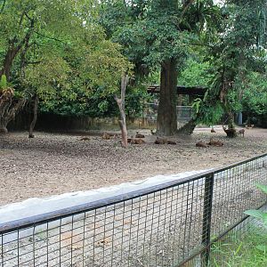 Bawean Hog Deer (Hyelaphus kuhlii)