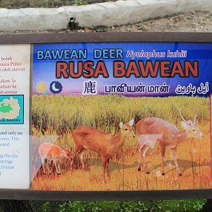 signage for Bawean Hog Deer (Hyelaphus kuhlii)