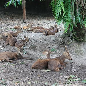 Bawean Hog Deer (Hyelaphus kuhlii)