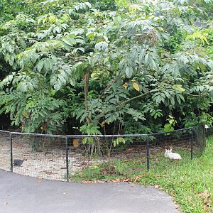 even the rabbits get a nice cage at the Taiping Zoo!