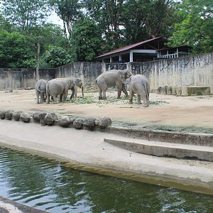 Asian Elephants
