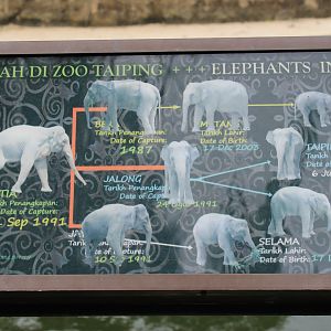 the elephants at the zoo