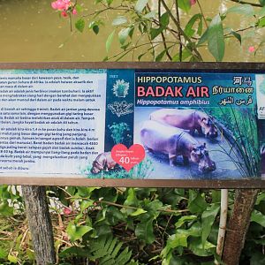 signage for Common Hippopotamus