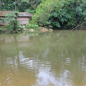 lake for Common Hippopotamus