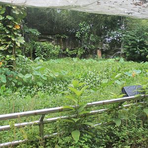 interior of Amazon walk-through aviary