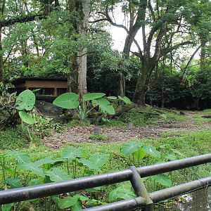 Malayan Tapir and Common Muntjac enclosure