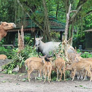 Nilgai, Chital, and Arabian Camel