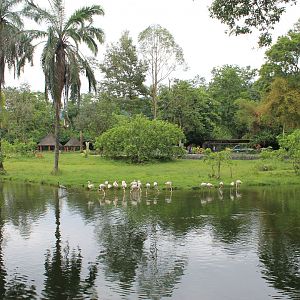 view of the African Savannah exhibit