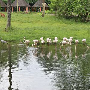 African Savannah birds