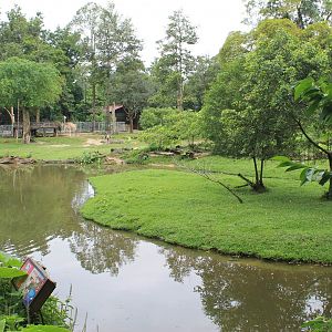view of the African Savannah exhibit