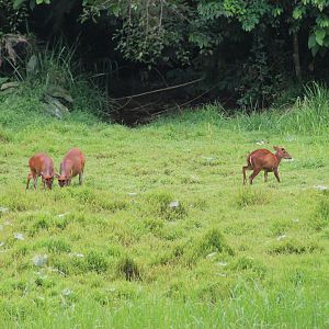 Common Muntjac (Muntiacus muntjak)